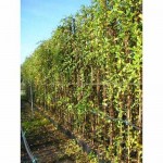 Αγιόκλημα (Lonicera japonica) Αναρριχώμενο Φυτό Αγιόκλημα ή Αιγόκλημα Ιαπωνικό (Lonicera japonica) Αναρριχώμενο - Αναρριχώμενα Φυτά