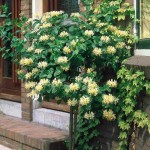 Αγιόκλημα (Lonicera japonica) Αναρριχώμενο Φυτό Αγιόκλημα ή Αιγόκλημα Ιαπωνικό (Lonicera japonica) Αναρριχώμενο - Αναρριχώμενα Φυτά