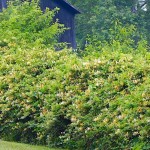 Αγιόκλημα (Lonicera japonica) Αναρριχώμενο Φυτό Αγιόκλημα ή Αιγόκλημα Ιαπωνικό (Lonicera japonica) Αναρριχώμενο - Αναρριχώμενα Φυτά