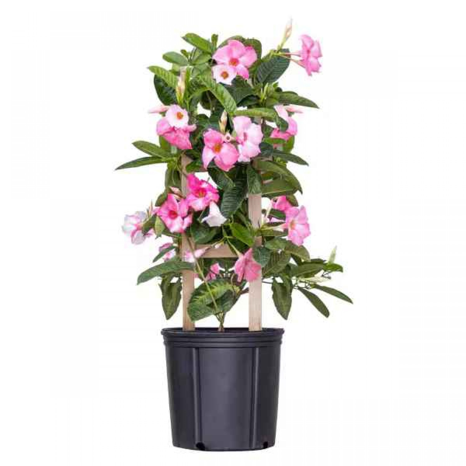 Shining Mandevilla (Mandevilla splendens-syn. Dipladenia splendens) Vine Plant - Flowering Climbing Plants