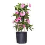 Shining Mandevilla (Mandevilla splendens-syn. Dipladenia splendens) Vine Plant - Flowering Climbing Plants