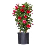 Shining Mandevilla (Mandevilla splendens-syn. Dipladenia splendens) Vine Plant - Flowering Climbing Plants