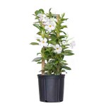 Shining Mandevilla (Mandevilla splendens-syn. Dipladenia splendens) Vine Plant - Flowering Climbing Plants