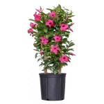 Shining Mandevilla (Mandevilla splendens-syn. Dipladenia splendens) Vine Plant - Flowering Climbing Plants
