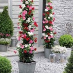 Shining Mandevilla (Mandevilla splendens-syn. Dipladenia splendens) Vine Plant - Flowering Climbing Plants