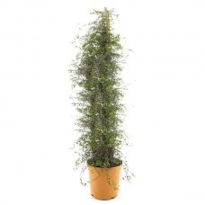 Μουλενμπέγκια (Muehlenbeckia complexa) Αναρριχώμενο Φυτό - Αναρριχώμενα Ανθοφόρα Φυτά