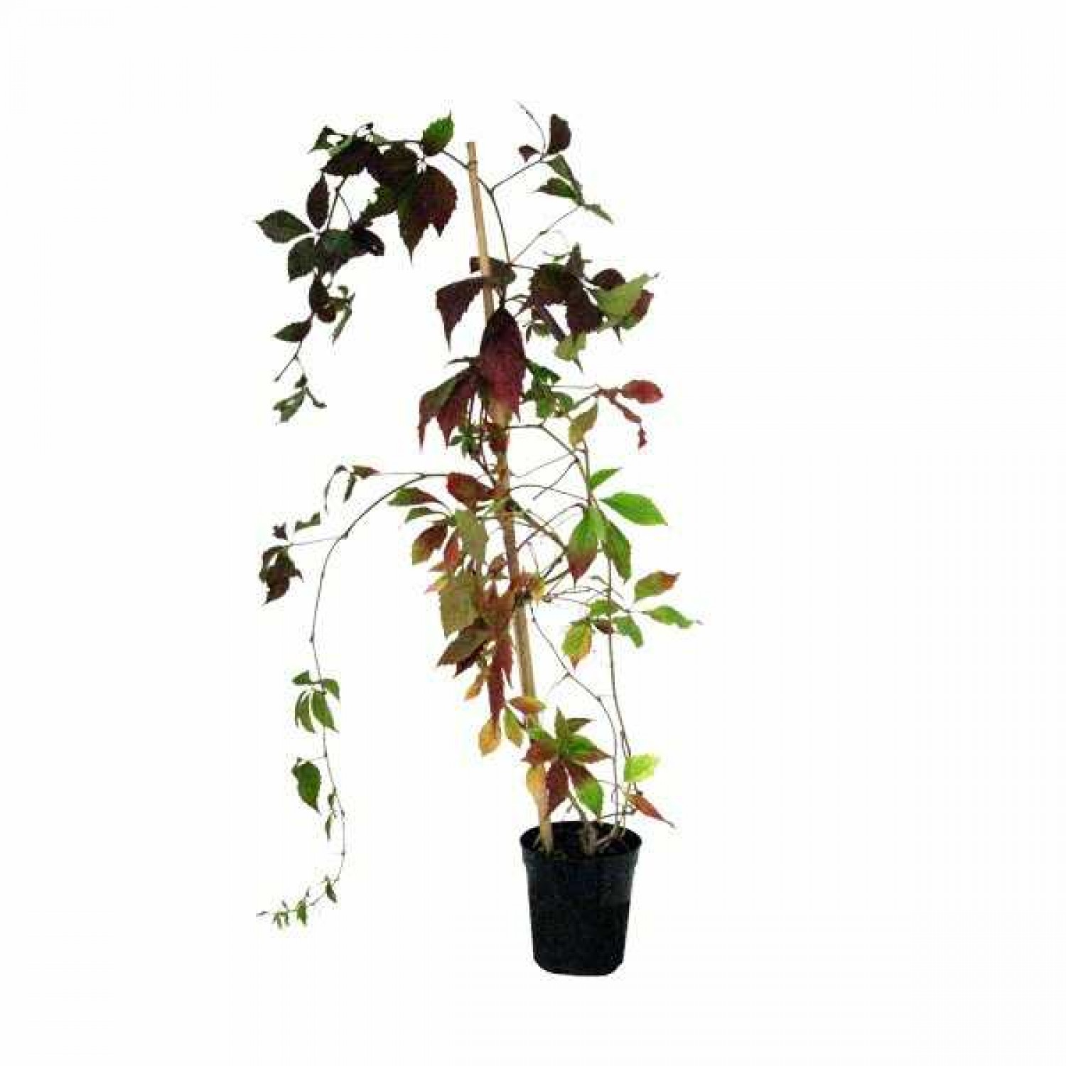 Virginia Creeper (Parthenocissus quinquefolia) Climber Plant Virginia Creeper (Parthenocissus quinquefolia) Climber
