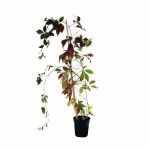 Virginia Creeper (Parthenocissus quinquefolia) Climber Plant Virginia Creeper (Parthenocissus quinquefolia) Climber