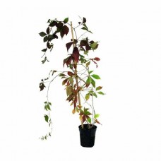 Παρθενοκισσός πεντάλοβος (Parthenocissus quinquefolia)
