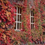 Virginia Creeper (Parthenocissus quinquefolia) Climber Plant Virginia Creeper (Parthenocissus quinquefolia) Climber