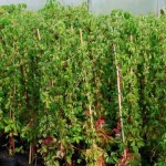 Virginia Creeper (Parthenocissus quinquefolia) Climber Plant Virginia Creeper (Parthenocissus quinquefolia) Climber