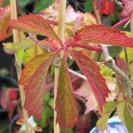 Virginia Creeper (Parthenocissus quinquefolia) Climber Plant Virginia Creeper (Parthenocissus quinquefolia) Climber