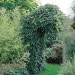 Virginia Creeper (Parthenocissus quinquefolia) Climber Plant Virginia Creeper (Parthenocissus quinquefolia) Climber