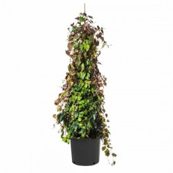 Boston Ivy (Parthenocissus tricuspidata ‘Veitchii’) 