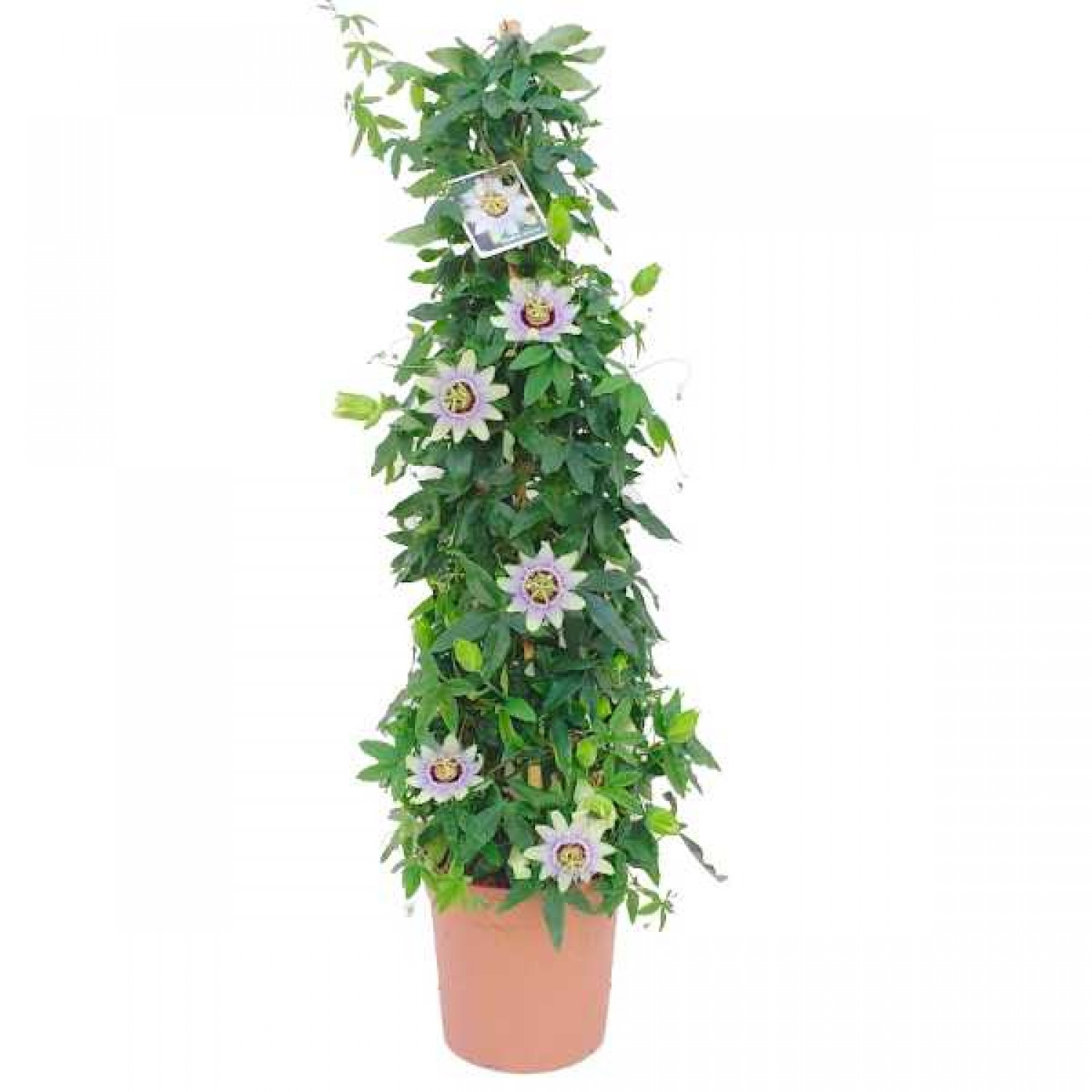 Ρολογιά ή Πασιφλόρα (Passiflora caerulea) Αναρριχώμενο Φυτό Πασιφλόρα ή Ρολογιά (Passiflora caerulea) Αναρριχώμενο