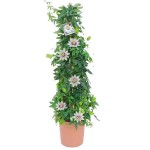Ρολογιά ή Πασιφλόρα (Passiflora caerulea) Αναρριχώμενο Φυτό Πασιφλόρα ή Ρολογιά (Passiflora caerulea) Αναρριχώμενο