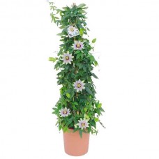 Πασιφλόρα ή Ρολογιά (Passiflora caerulea) Αναρριχώμενο 