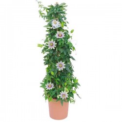 Bluecrown Passionflower (Passiflora caerulea) Climber