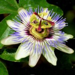 Ρολογιά ή Πασιφλόρα (Passiflora caerulea) Αναρριχώμενο Φυτό Πασιφλόρα ή Ρολογιά (Passiflora caerulea) Αναρριχώμενο