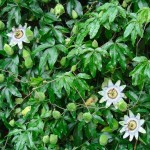 Ρολογιά ή Πασιφλόρα (Passiflora caerulea) Αναρριχώμενο Φυτό Πασιφλόρα ή Ρολογιά (Passiflora caerulea) Αναρριχώμενο