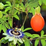 Ρολογιά ή Πασιφλόρα (Passiflora caerulea) Αναρριχώμενο Φυτό Πασιφλόρα ή Ρολογιά (Passiflora caerulea) Αναρριχώμενο