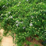 Ρολογιά ή Πασιφλόρα (Passiflora caerulea) Αναρριχώμενο Φυτό Πασιφλόρα ή Ρολογιά (Passiflora caerulea) Αναρριχώμενο