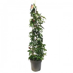 Πάσιον Φρουτ (Passiflora edulis-Παθανθές το εδώδιμον) Αναρριχώμενο Φυτό - Αναρριχώμενα Φυτά Εδώδιμων Καρπών