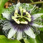Passion Fruit (Passiflora edulis) Climbing Plant - Edible Vining Plants