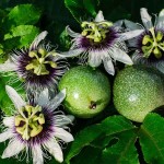 Passion Fruit (Passiflora edulis) Climbing Plant - Edible Vining Plants