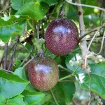 Passion Fruit (Passiflora edulis) Climbing Plant - Edible Vining Plants