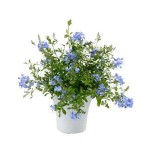 Πλουμπάγκο ή Μπλε Γιασεμί (Plumbago auriculata)