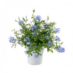 Πλουμπάγκο ή Μπλε Γιασεμί (Plumbago auriculata)