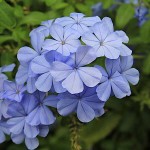Πλουμπάγκο ή Μπλε Γιασεμί (Plumbago auriculata)