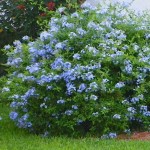 Πλουμπάγκο ή Μπλε Γιασεμί (Plumbago auriculata)