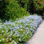 Πλουμπάγκο ή Μπλε Γιασεμί (Plumbago auriculata)