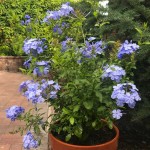 Πλουμπάγκο ή Μπλε Γιασεμί (Plumbago auriculata)