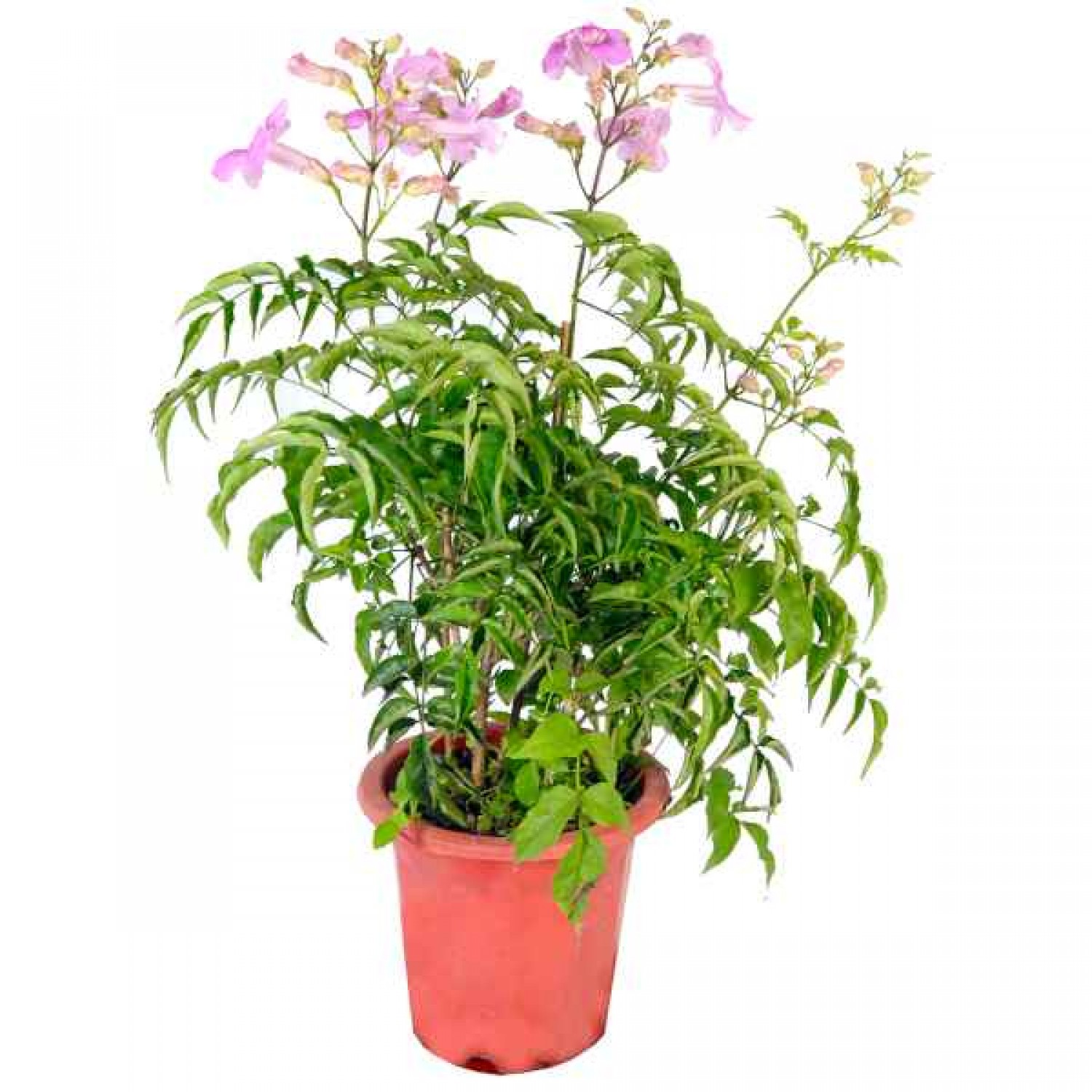 Μπιγνόνια Κοντέσσα Σάρα (Podranea ricasoliana-συν. Bignonia 'Contessa Sara') Αναρριχώμενο Φυτό - Ανθοφόρα Αναρριχώμενα Φυτά