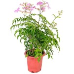 Μπιγνόνια Κοντέσσα Σάρα (Podranea ricasoliana-συν. Bignonia 'Contessa Sara') Αναρριχώμενο Φυτό - Ανθοφόρα Αναρριχώμενα Φυτά