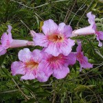 Μπιγνόνια Κοντέσσα Σάρα (Podranea ricasoliana-συν. Bignonia 'Contessa Sara') Αναρριχώμενο Φυτό - Ανθοφόρα Αναρριχώμενα Φυτά