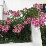 Μπιγνόνια Κοντέσσα Σάρα (Podranea ricasoliana-συν. Bignonia 'Contessa Sara') Αναρριχώμενο Φυτό - Ανθοφόρα Αναρριχώμενα Φυτά