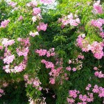 Μπιγνόνια Κοντέσσα Σάρα (Podranea ricasoliana-συν. Bignonia 'Contessa Sara') Αναρριχώμενο Φυτό - Ανθοφόρα Αναρριχώμενα Φυτά