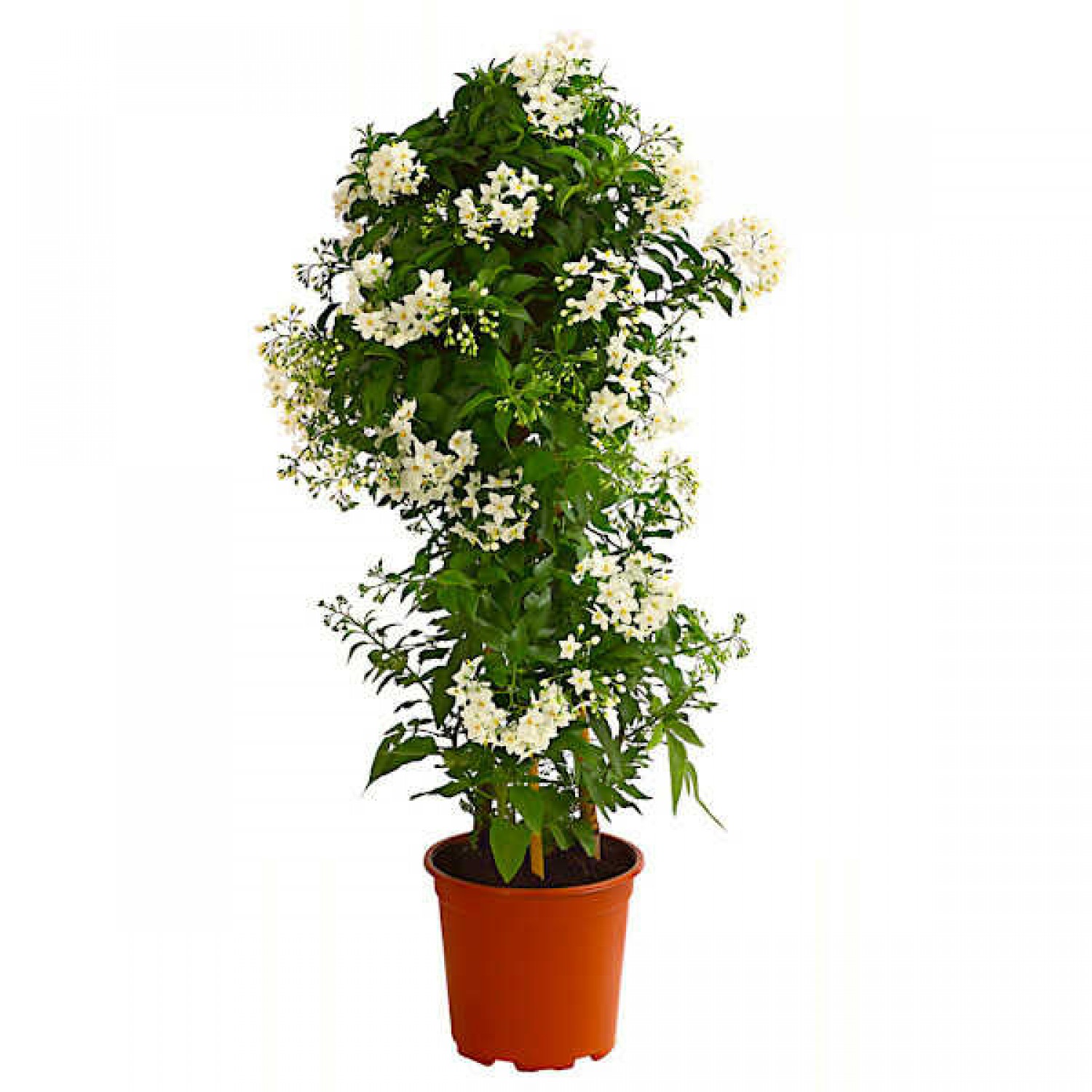 Σολάνο το ιασμοειδές (Solanum jasminoides - συν. Solanum laxum) Αναρριχώμενο Σολάνο το ιασμοειδές (Solanum jasminoides / Solanum laxum)