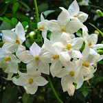 Σολάνο το ιασμοειδές (Solanum jasminoides - συν. Solanum laxum) Αναρριχώμενο Σολάνο το ιασμοειδές (Solanum jasminoides / Solanum laxum)