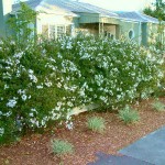 Σολάνο το ιασμοειδές (Solanum jasminoides - συν. Solanum laxum) Αναρριχώμενο Σολάνο το ιασμοειδές (Solanum jasminoides / Solanum laxum)