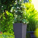 Σολάνο το ιασμοειδές (Solanum jasminoides - συν. Solanum laxum) Αναρριχώμενο Σολάνο το ιασμοειδές (Solanum jasminoides / Solanum laxum)
