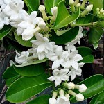Στεφανωτή ή Γιασεμί της Μαδαγασκάρης (Stephanotis floribunda) Ανθοφόρα Αναρριχώμενα Φυτά Στεφανωτή ή Γιασεμί της Μαδαγασκάρης Αναρριχώμενο