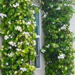 Στεφανωτή ή Γιασεμί της Μαδαγασκάρης (Stephanotis floribunda) Ανθοφόρα Αναρριχώμενα Φυτά Στεφανωτή ή Γιασεμί της Μαδαγασκάρης Αναρριχώμενο