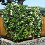 Στεφανωτή ή Γιασεμί της Μαδαγασκάρης (Stephanotis floribunda) Ανθοφόρα Αναρριχώμενα Φυτά Στεφανωτή ή Γιασεμί της Μαδαγασκάρης Αναρριχώμενο