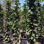 Στεφανωτή ή Γιασεμί της Μαδαγασκάρης (Stephanotis floribunda) Ανθοφόρα Αναρριχώμενα Φυτά Στεφανωτή ή Γιασεμί της Μαδαγασκάρης Αναρριχώμενο