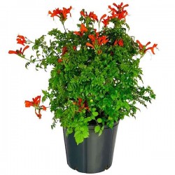 Καπένσια Μπιγκόνια (Tecomaria capensis-συν. Bignonia capensis) Φυτό - Ανθοφόρα Αναρριχώμενα Φυτά & Θάμνοι